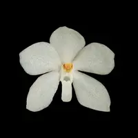 Ascocentrum ampullacea — var. aurantiacum