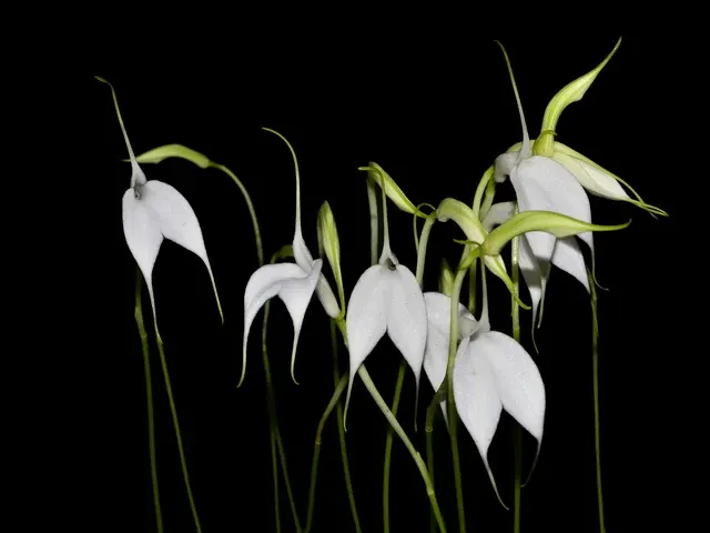 Masdevallia amabilis f alba (Masdevallia)