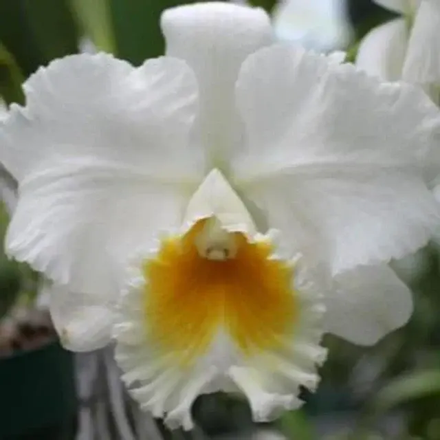 Brassolaeliocattleya Ranger Six 'A-OK'
