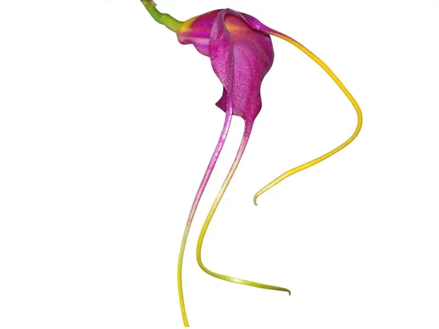 Masdevallia Llampasay (Masdevallia)
