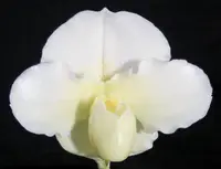 Paphiopedilum Silver Saint 'Autumn snow'