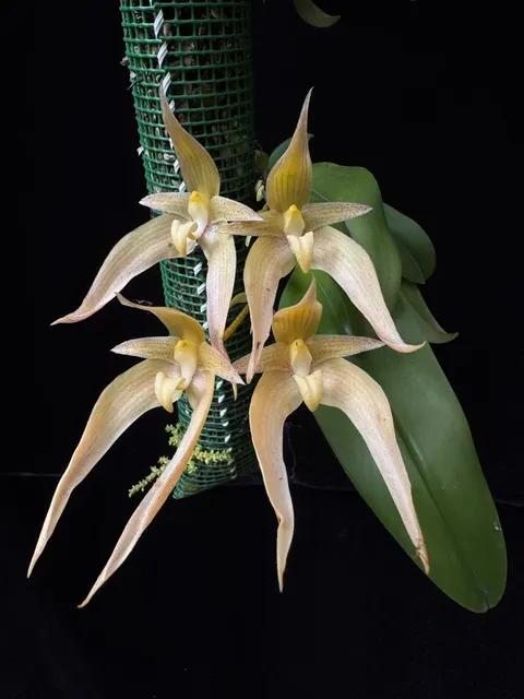 Bulbophyllum lobbii x longissimum