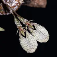Bulbophyllum polliculosum