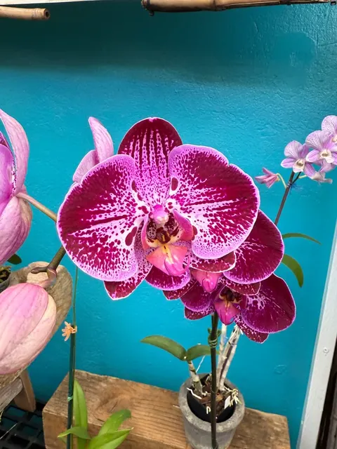 Phalaenopsis Flare Orchids -exotic Patterns-growers Choice (Phalaenopsis)
