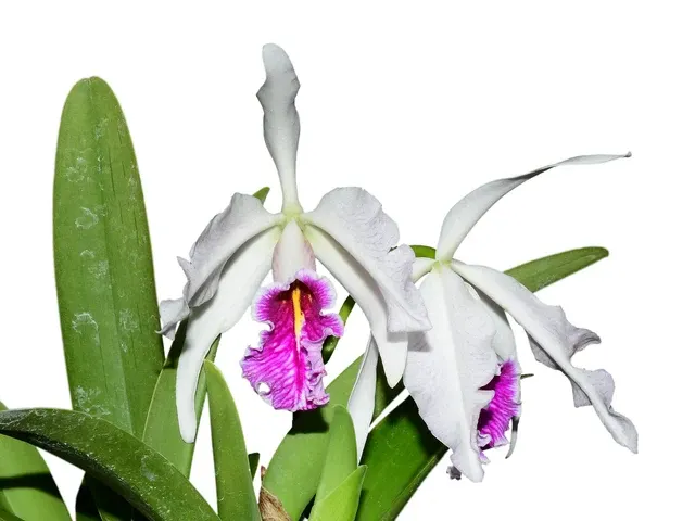 Cattleya maxima f semialba x self 'Gigi' (Cattleya)