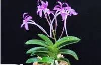 Neofinetia falcata ‘Yeonjahong’