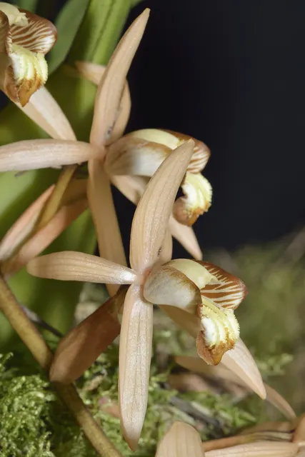 Coelogyne velutina (Coelogyne)