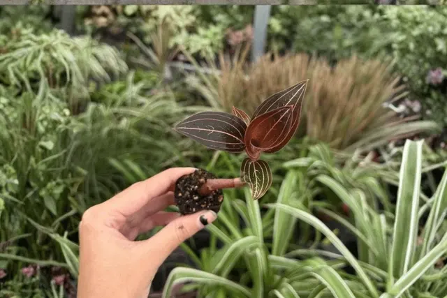 Ludisia discolor (Ludisia)