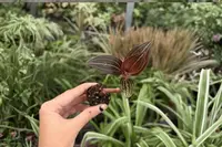 Ludisia Discolor Jewel Orchid 2 Exact Live Starter Plants
