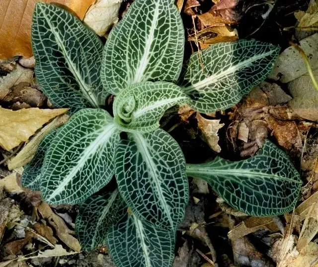 Goodyera oblongifolia (Goodyera)