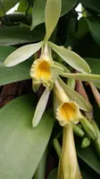Orchid Vanilla planifolia Florida 2ft. vine