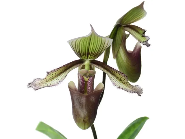 Paphiopedilum superbiens (Paphiopedilum)