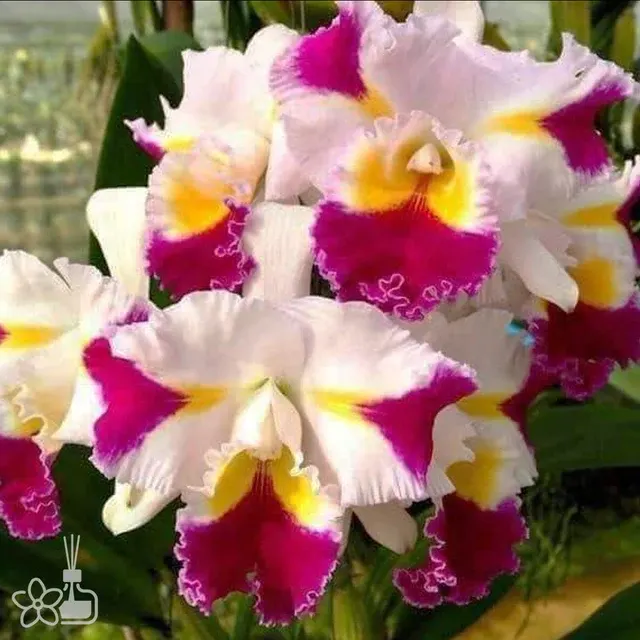 Rhyncholaeliocattleya Pachara Fancy