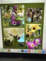 Dendrobium Orchid Plant - Bare Root - 1 Stem - Exotic Houseplant - Certified Grower - Perfect for Collectors