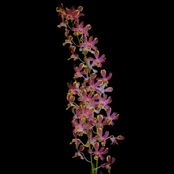 Dendrobium Bangkok Splash (Dendrobium)
