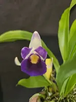 Blooming Size Orchid Plant - Cochleanthes discolor - Tropical Flowering Orchid - Rare Houseplant