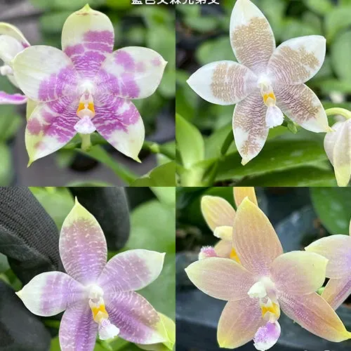 Phalaenopsis Germaine Vincent