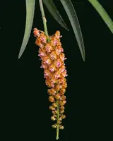 Pomatocalpa bambusarum (Bamboo Orchid)