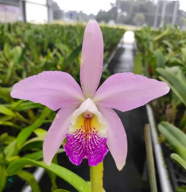 Cattleya Cuyabeno (Cattleya)