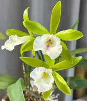 Procatavola Wufong Jade