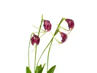 Masdevallia empusa