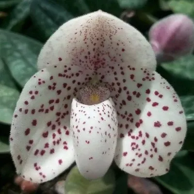 Paphiopedilum Concolor X Paph. Bellatulam (Paphiopedilum)