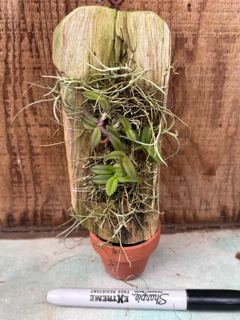 Epidendrum porpax (Epidendrum)