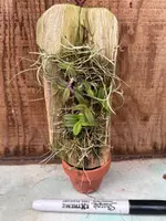 Epidendrum porpax