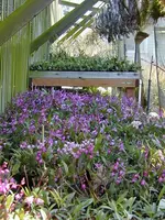 Dendrobium-kingianum — Other Plants
