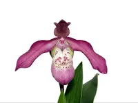 Phragmipedium Anahi Carchi