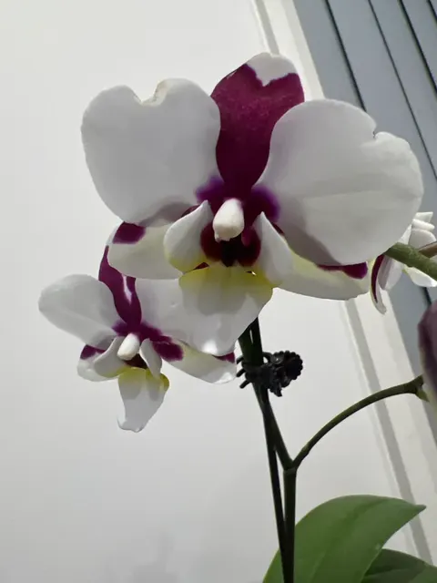 Phalaenopsis Ghost Kiss