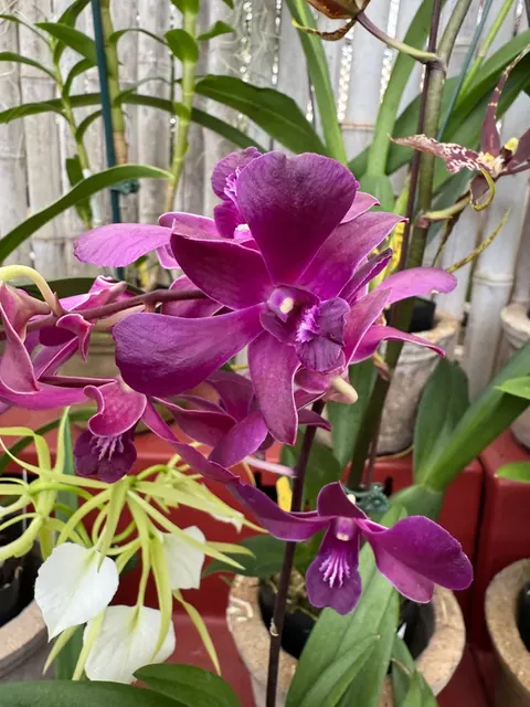 Dendrobium Red Dawn Orchid (Dendrobium)