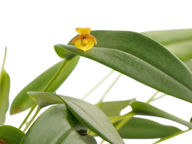 Pleurothallis batrachus (Pleurothallis)