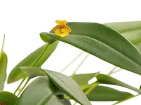 Pleurothallis batrachus