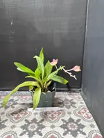 Hwra. Lava Burst 'Pacific Sunrise'