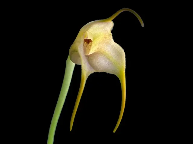 Masdevallia terborchii (Masdevallia)