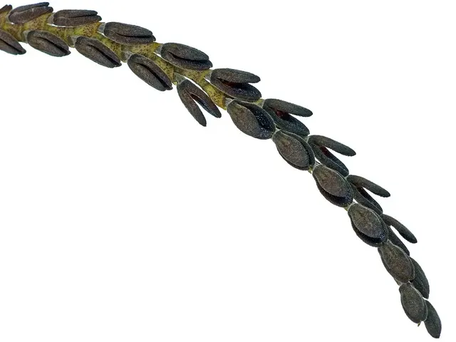 Acianthera saurocephala (Acianthera)