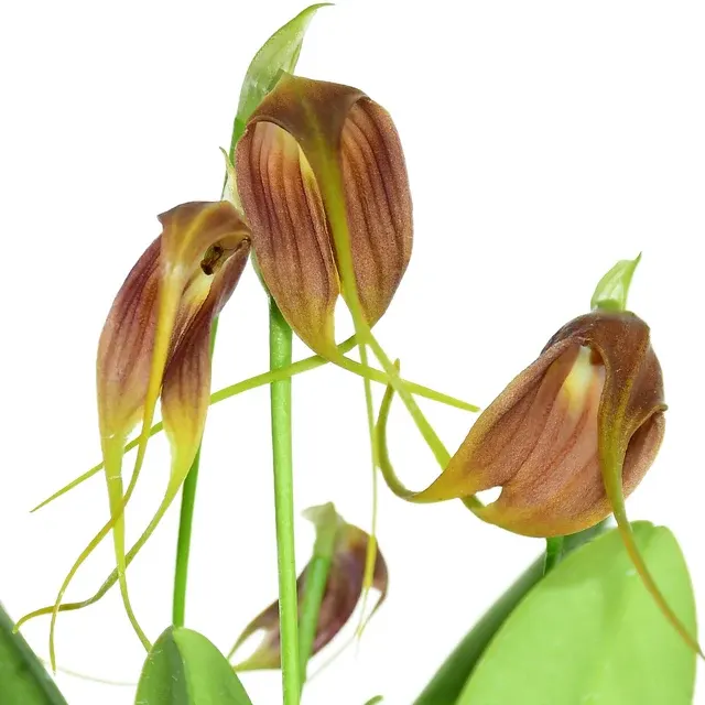 Masdevallia Juanito (Masdevallia)