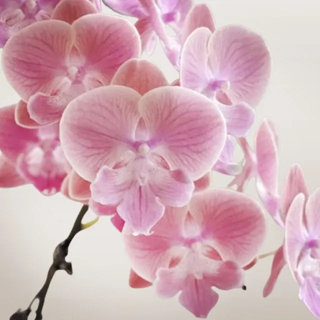 Phalaenopsis Sunset Beauty