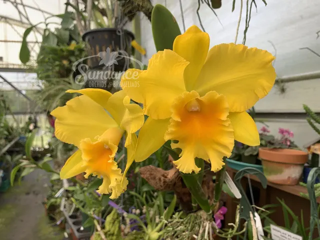 Potinara Haw Yuan Gold ‘Yung Kang #2’ FCC/RHS (Potinara)