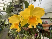 Pot. Haw Yuan Gold ‘Yung Kang #2’ FCC/RHS (6″ Pot)