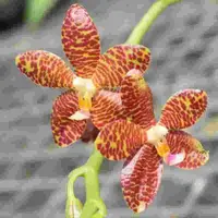Phalaenopsis gigantea X cornu cervi