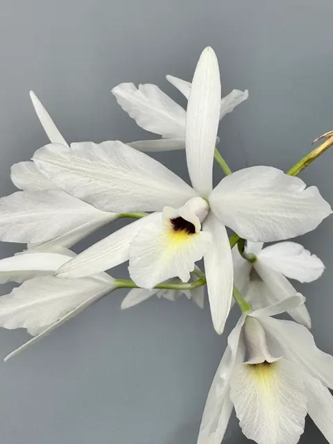 Laelia rubescens 'semi alba'