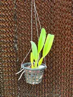 Cattleya percivaliana
