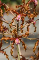 Laelia (Schomburgkia) lueddemannii