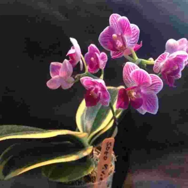 Phalaenopsis Sogo Vivien Variegated (Phalaenopsis)
