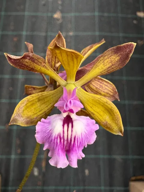 Encyclia I’m Telling You (Encyclia)