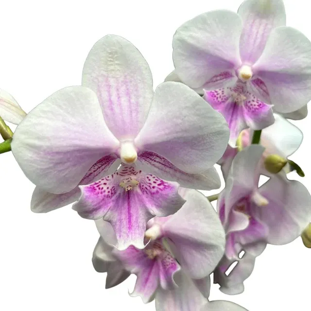 Phalaenopsis 'Limited #49’ Big Lip