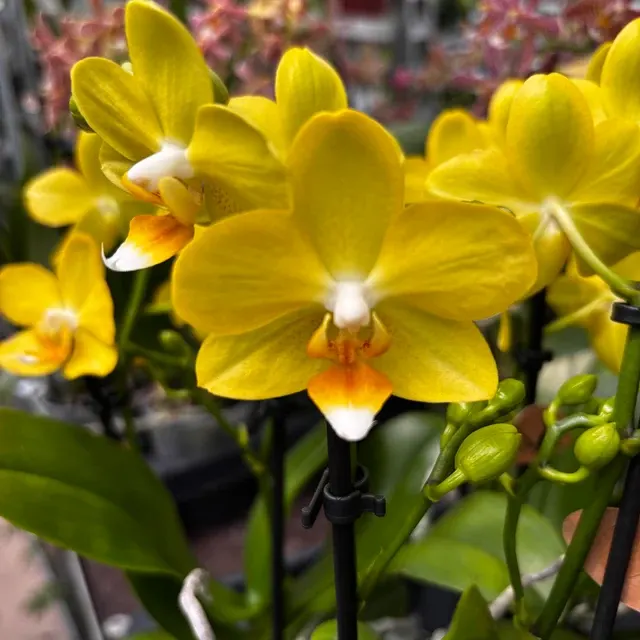 Phalaenopsis La Paz Parfumata
