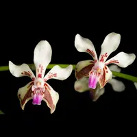 Vanda lamellata